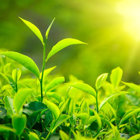 Натуральный экстракт травы