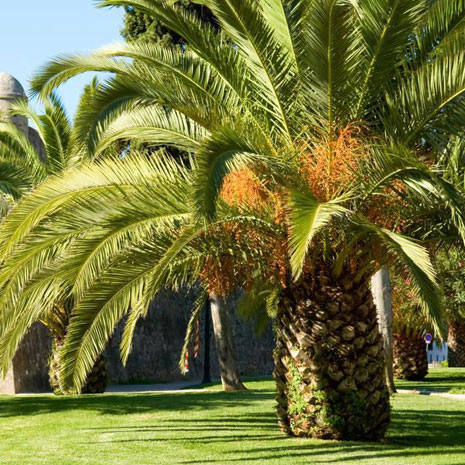 Сточные воды пальмового масла