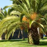 Сточные воды пальмового масла